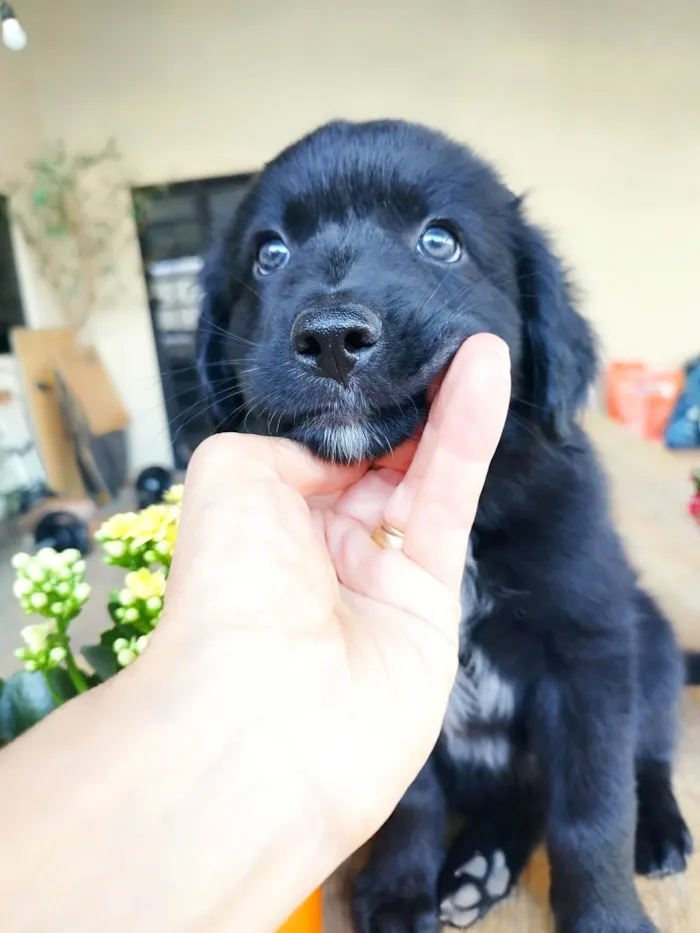 Cachorro ra a Border Collie com Salsicha idade 2 a 6 meses nome Touro 