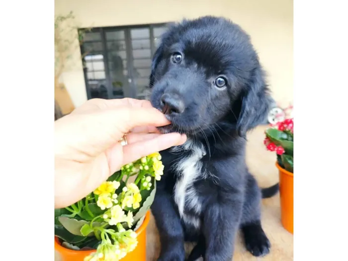 Cachorro ra a Border Collie com Salsicha idade 2 a 6 meses nome Touro 