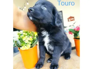 Cachorro raça Border Collie com Salsicha idade 2 a 6 meses nome Touro 