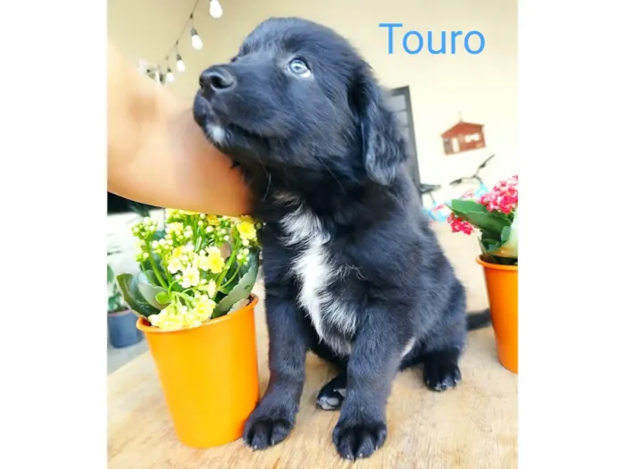 Cachorro ra a Border Collie com Salsicha idade 2 a 6 meses nome Touro 