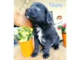 Touro