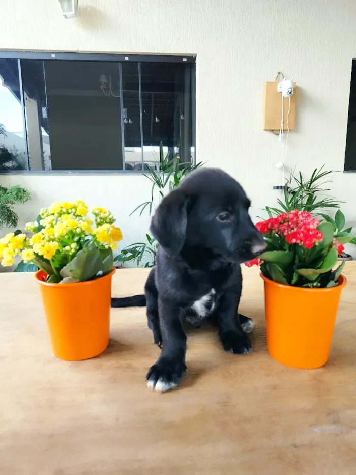 Cachorro ra a Border Collie com Salsicha  idade 2 a 6 meses nome Shazam