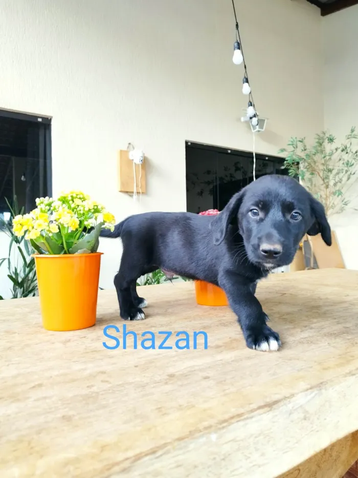 Cachorro ra a Border Collie com Salsicha  idade 2 a 6 meses nome Shazam