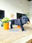 Shazam