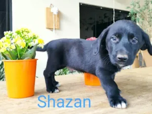Cachorro raça Border Collie com Salsicha  idade 2 a 6 meses nome Shazam
