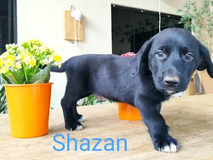 Cachorro ra a Border Collie com Salsicha  idade 2 a 6 meses nome Shazam