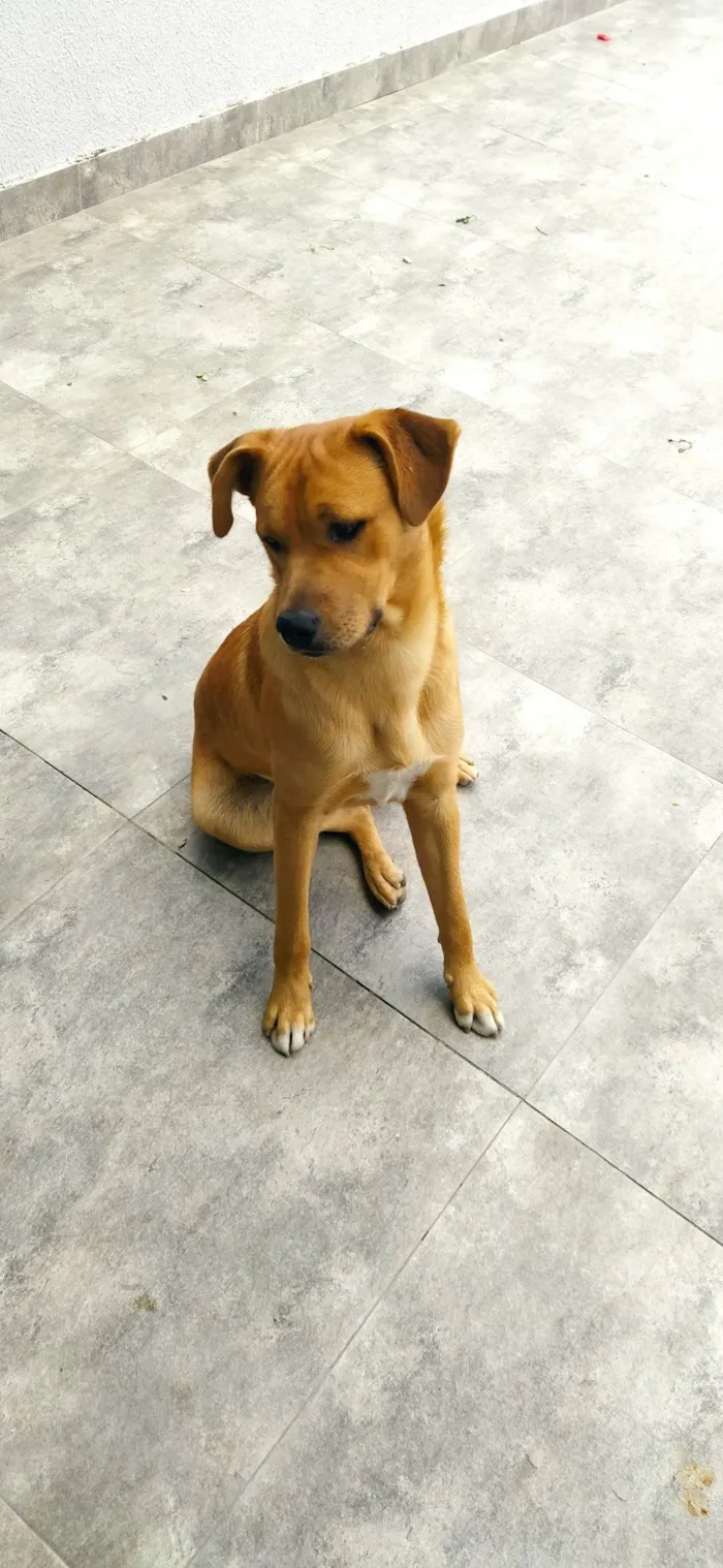 Cachorro ra a SRD-ViraLata idade 7 a 11 meses nome Sheldon