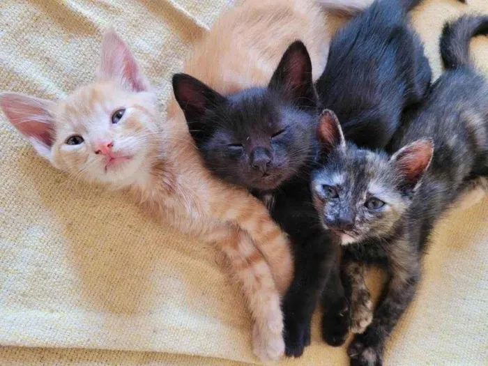 Gato raça Srd idade Abaixo de 2 meses nome Milly