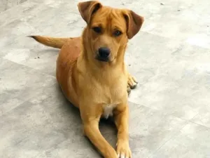 Cachorro raça SRD-ViraLata idade 7 a 11 meses nome Sheldon