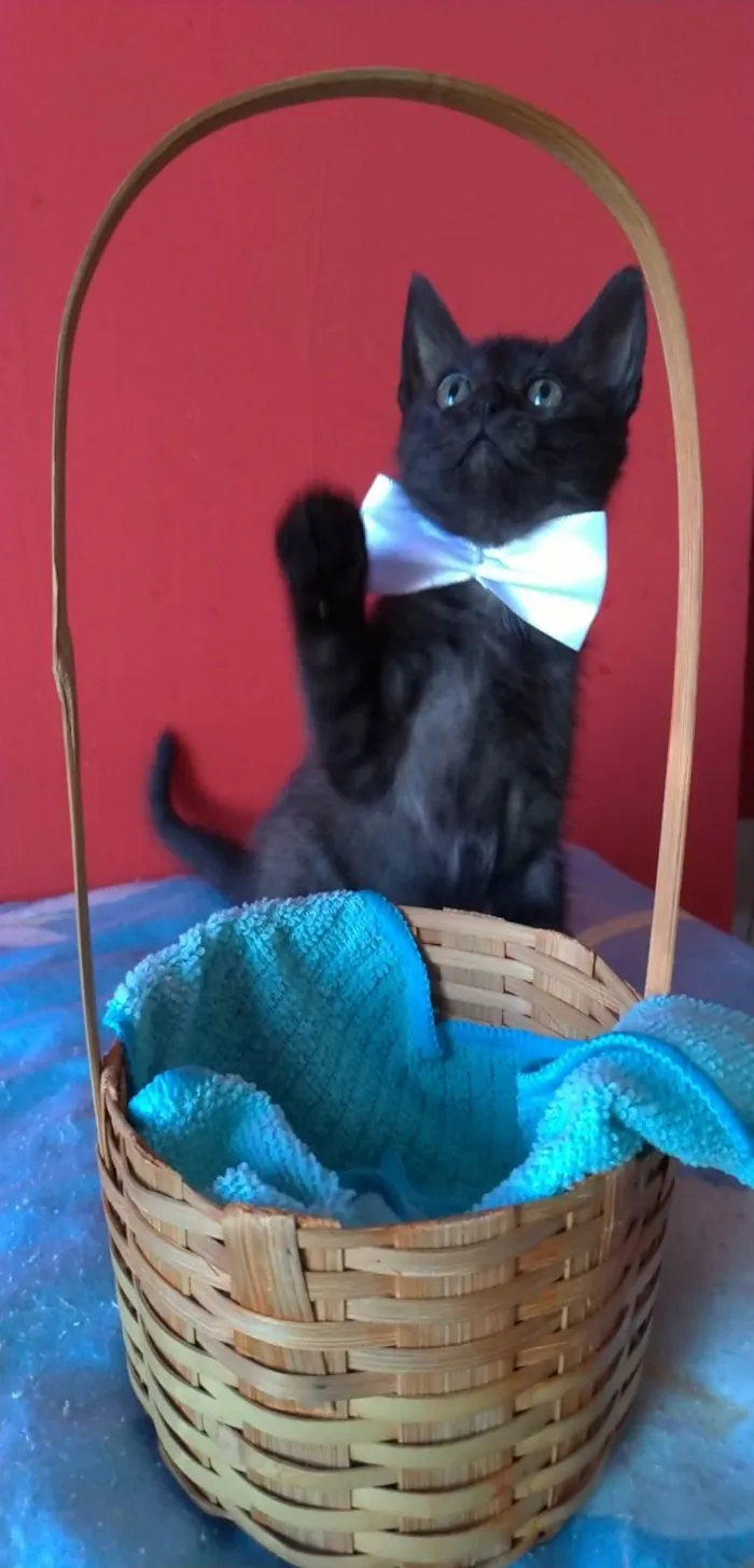 Gato ra a Srd idade 2 a 6 meses nome ZURI