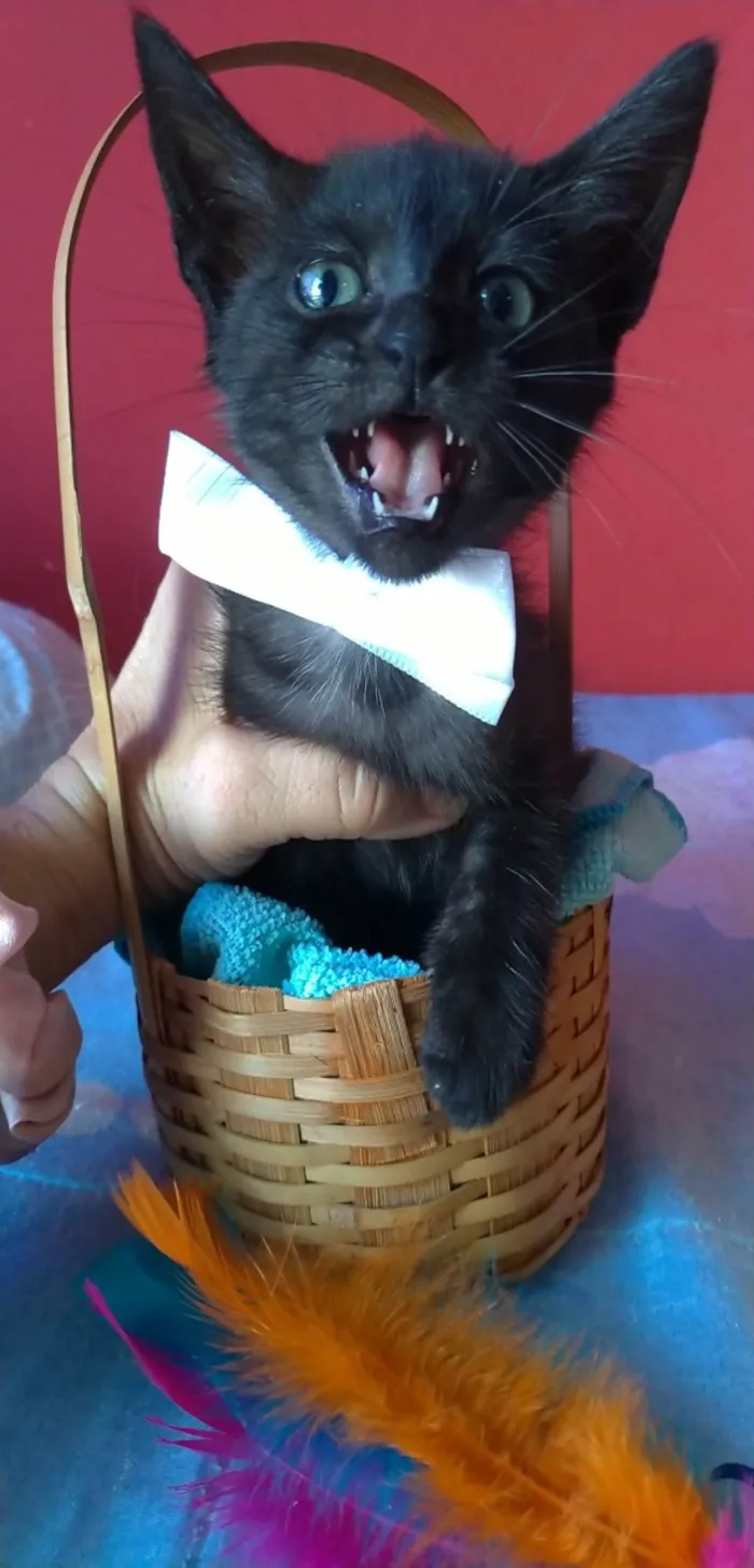 Gato ra a Srd idade 2 a 6 meses nome ZURI