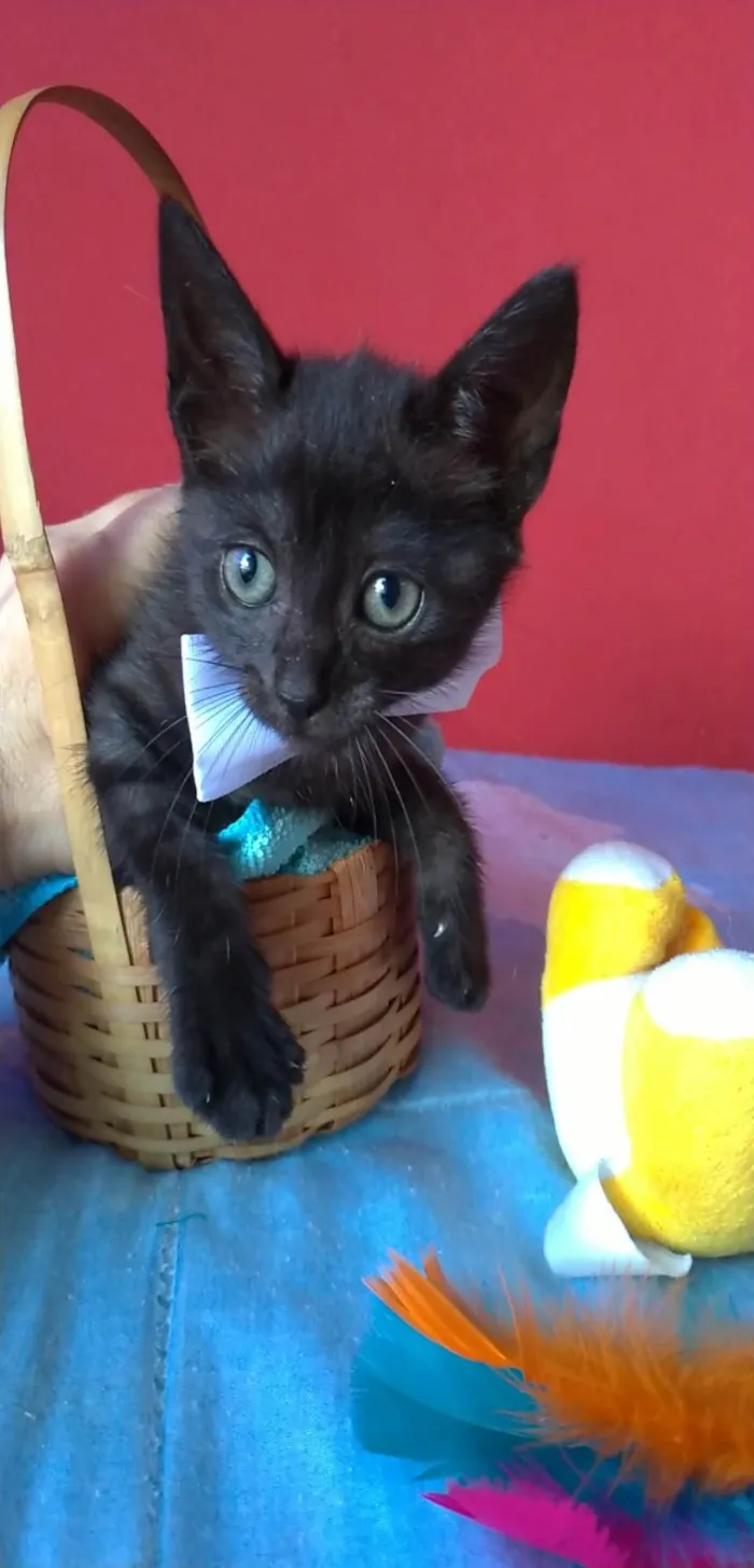 Gato ra a Srd idade 2 a 6 meses nome ZURI