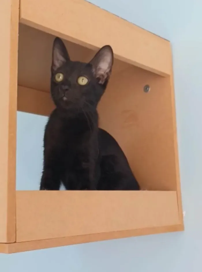 Gato ra a Srd idade 2 a 6 meses nome Minie
