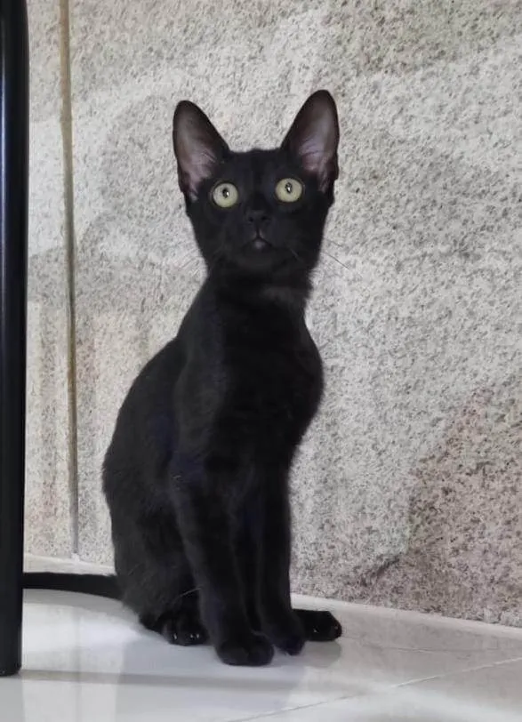 Gato ra a Srd idade 2 a 6 meses nome Minie
