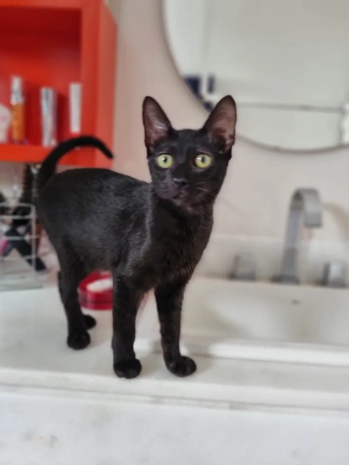 Gato ra a Srd idade 2 a 6 meses nome Minie