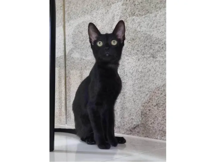 Gato ra a Srd idade 2 a 6 meses nome Minie
