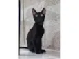 Minie