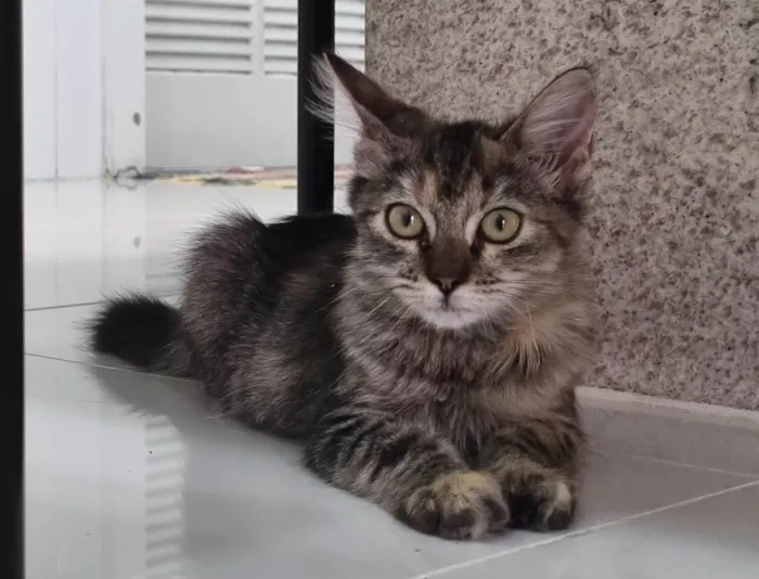 Gato raça Srd idade 2 a 6 meses nome Savanah