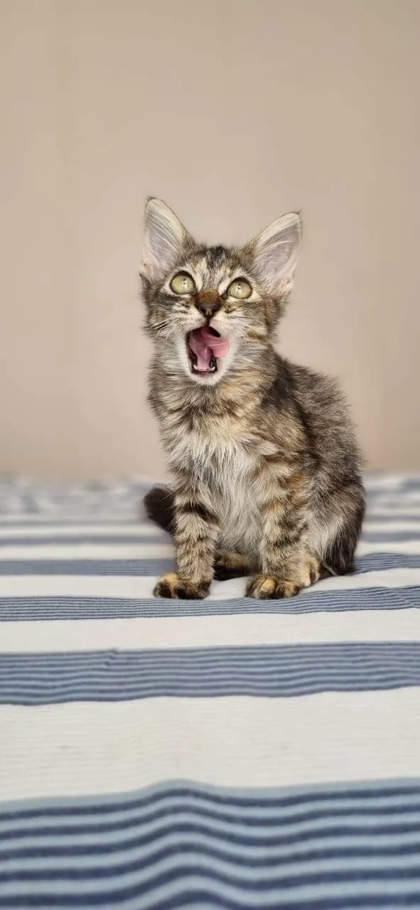 Gato raça Srd idade 2 a 6 meses nome Savanah