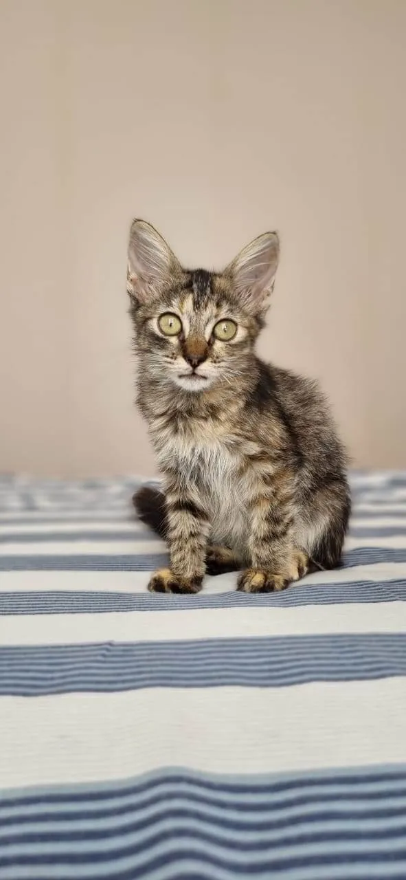 Gato raça Srd idade 2 a 6 meses nome Savanah