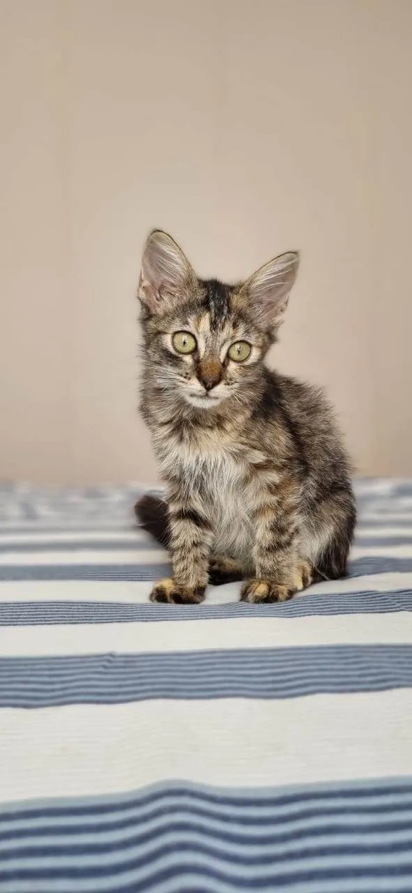 Gato raça Srd idade 2 a 6 meses nome Savanah