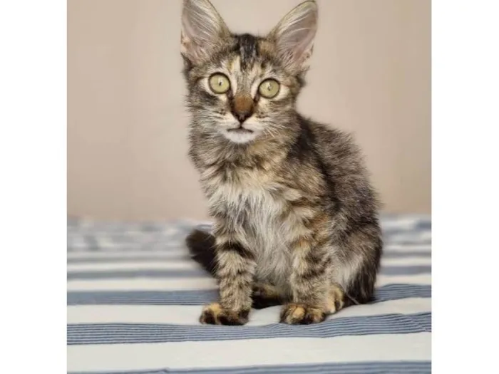 Gato raça Srd idade 2 a 6 meses nome Savanah