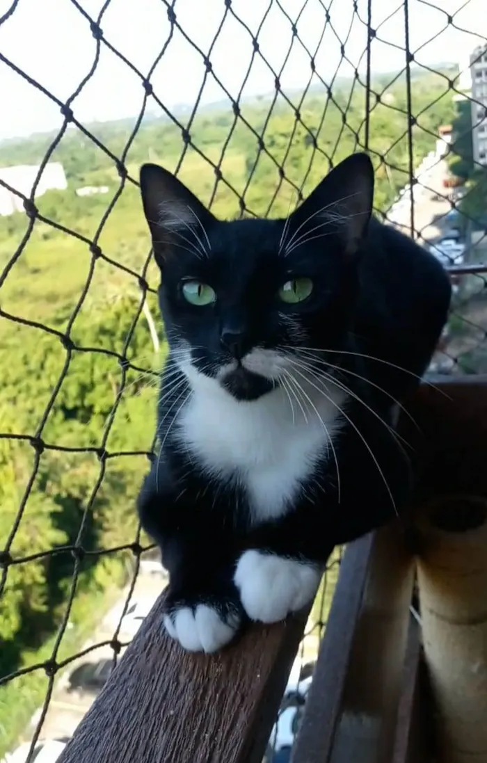 Gato ra a Srd idade 2 anos nome Elisa