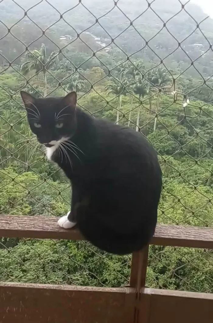 Gato ra a Srd idade 2 anos nome Elisa