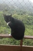 Elisa