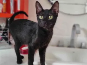 Gato raça Srd idade 2 a 6 meses nome Minie