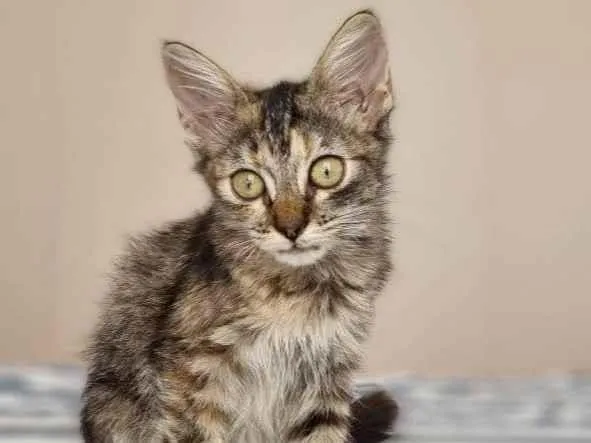 Gato raça Srd idade 2 a 6 meses nome Savanah