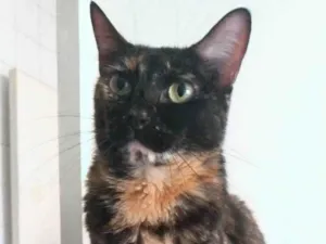 Gato raça Srd idade 5 anos nome Mag