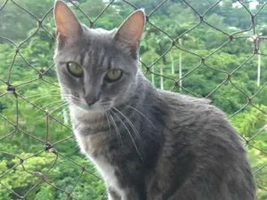 Gato raça Srd idade 2 a 6 meses nome ADELLY 