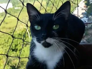 Gato raça Srd idade 2 anos nome Elisa