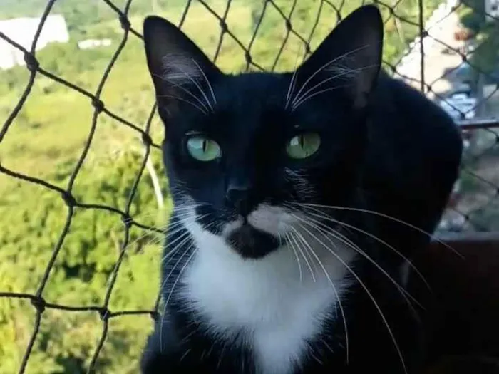 Gato ra a Srd idade 2 anos nome Elisa