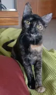 Cacau