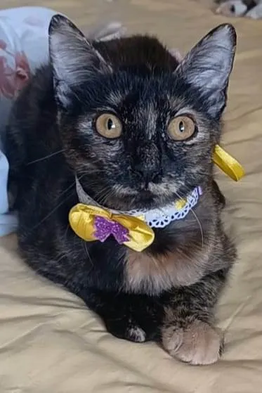 Gato ra a Srd idade 7 a 11 meses nome Cacau