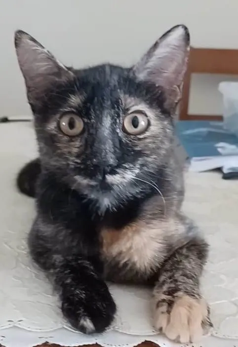 Gato ra a Srd idade 7 a 11 meses nome Cacau