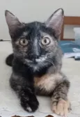 Cacau