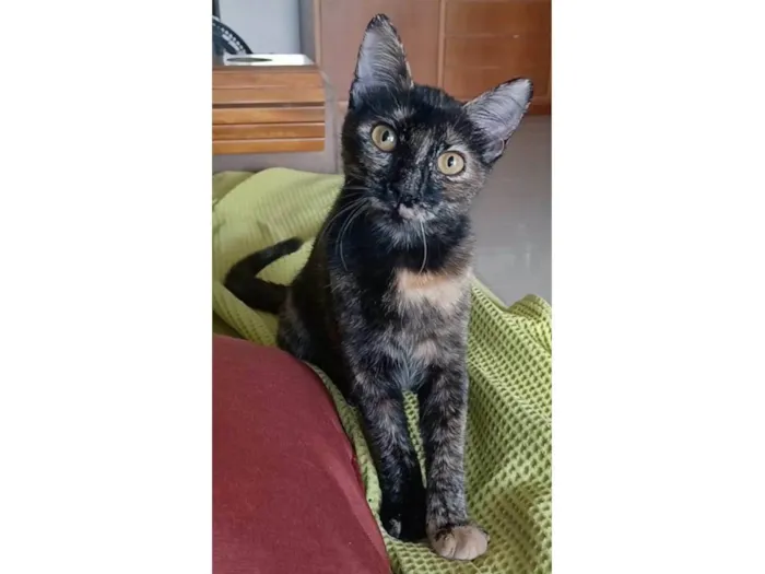 Gato ra a Srd idade 7 a 11 meses nome Cacau