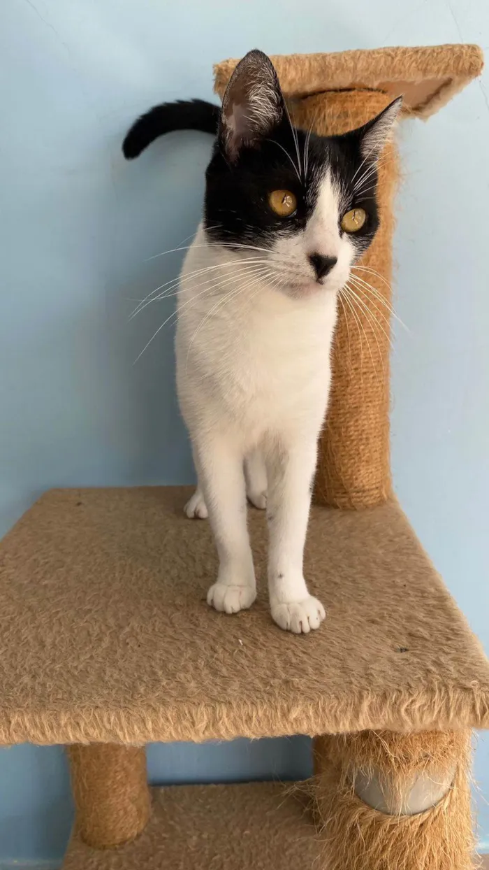 Gato ra a SRD-ViraLata idade 2 anos nome Maggie