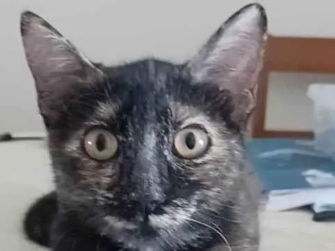 Gato ra a Srd idade 7 a 11 meses nome Cacau