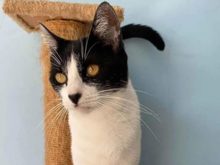 Gato ra a SRD-ViraLata idade 2 anos nome Maggie