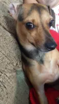 Maya