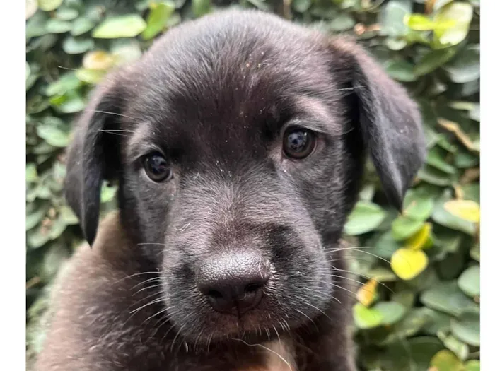 Cachorro raça SRD-ViraLata idade 2 a 6 meses nome Luna