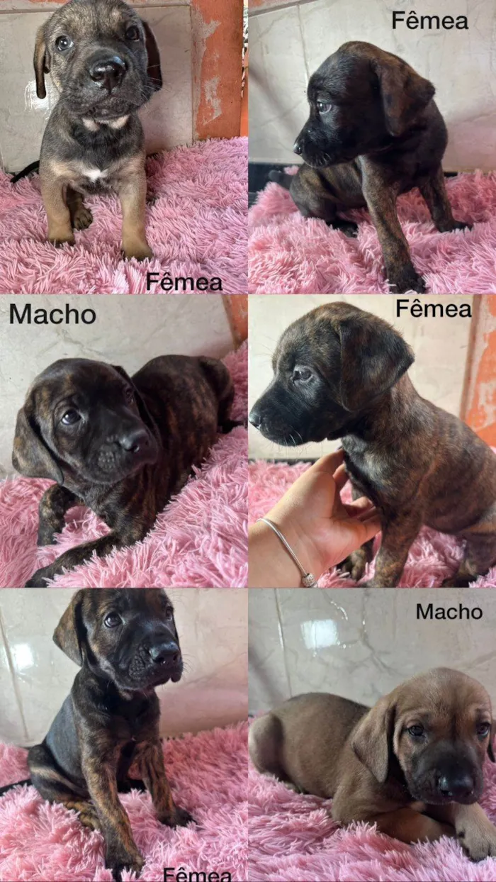 Cachorro ra a SRD-ViraLata/fila idade 2 a 6 meses nome Mestico
