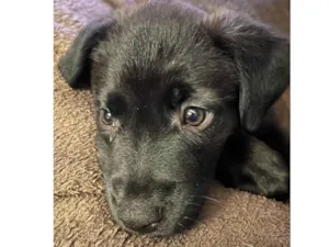 Cachorro raça SRD-ViraLata idade 2 a 6 meses nome Luna