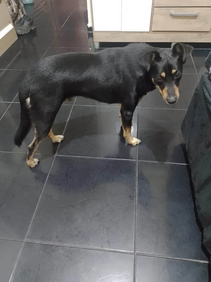 Cachorro ra a SRD-ViraLata idade 3 anos nome Lucky 