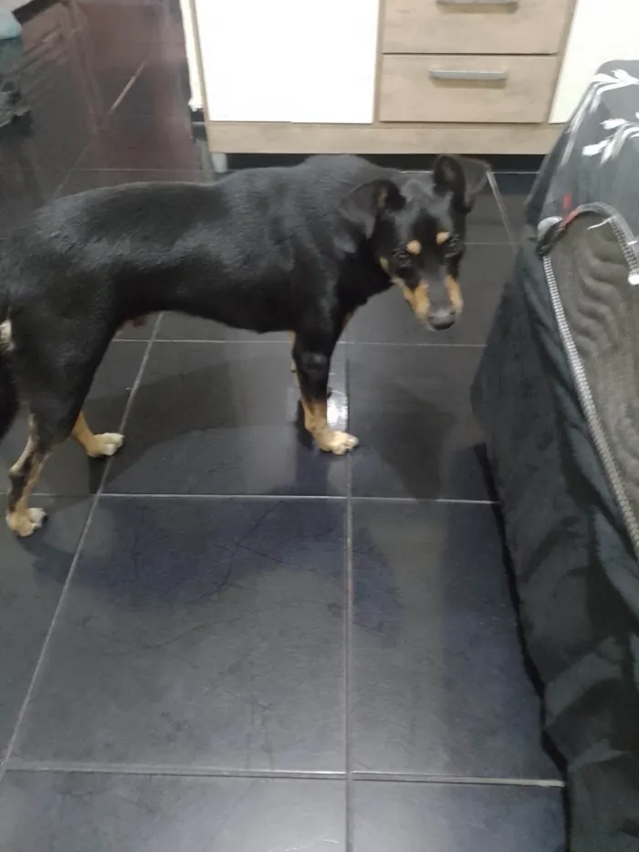 Cachorro ra a SRD-ViraLata idade 3 anos nome Lucky 