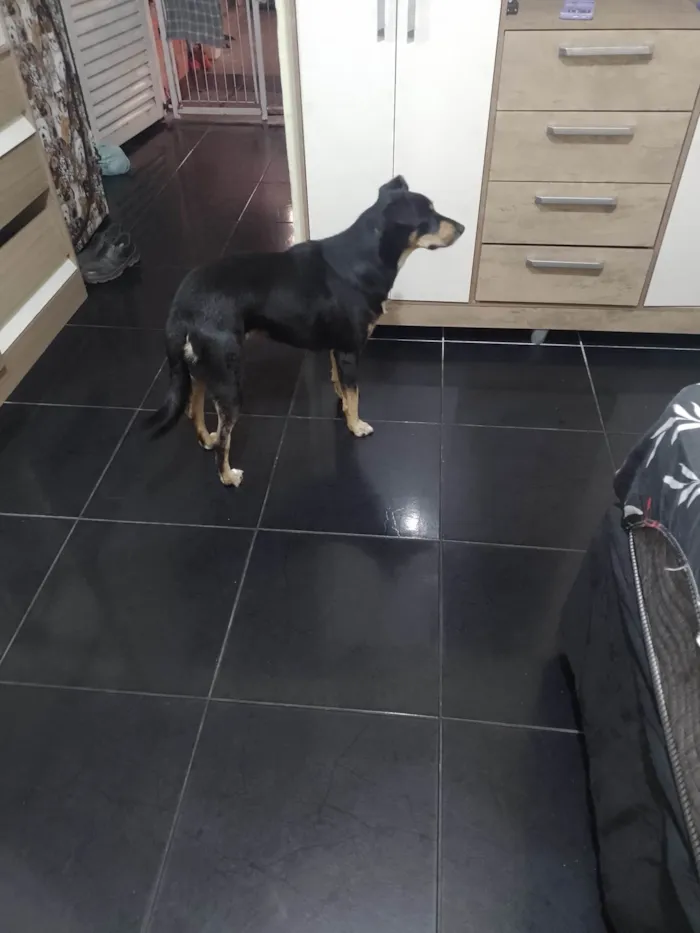 Cachorro ra a SRD-ViraLata idade 3 anos nome Lucky 